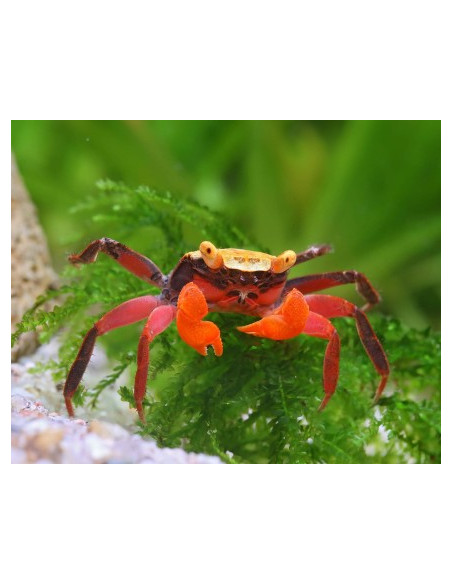 CARANGUEJO VAMPIRO DIABO VERMELHO 4 CM