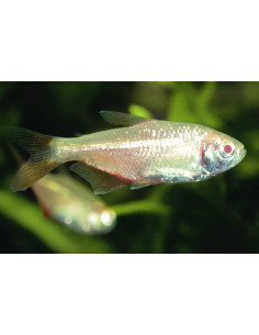 TETRA BUENOS AIRES DOURADO, 3 - 3.5 CM