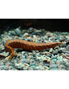 ENGUIA PITÃO DE BORNÉU