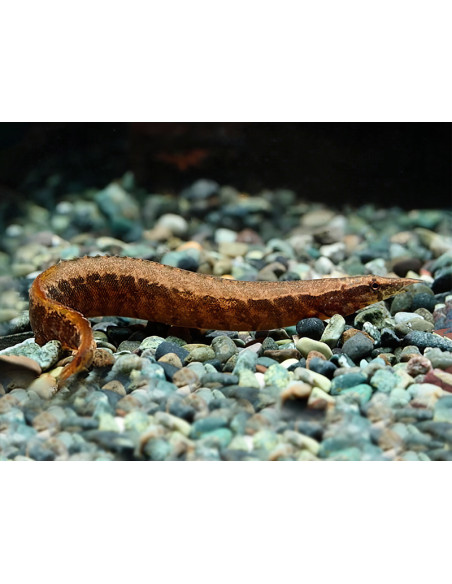 ENGUIA PITÃO DE BORNÉU