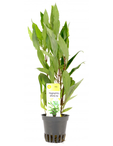 HYGROPHILA STRICTA TAI