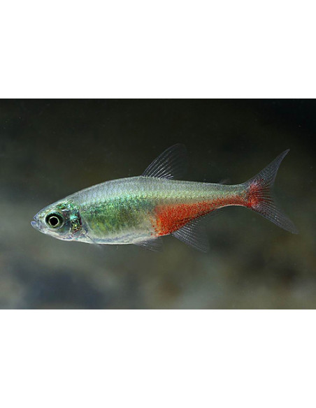 TETRA BARRIGA VERMELHA, 2.5 CM