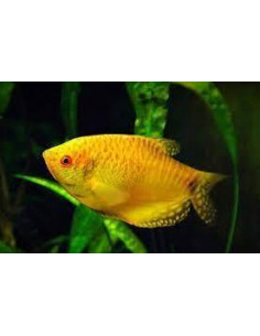 GOURAMI OURO, 4 CM