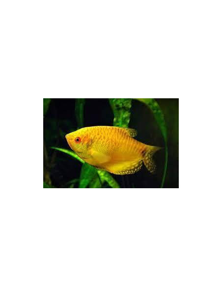 GOURAMI OURO, 4 CM