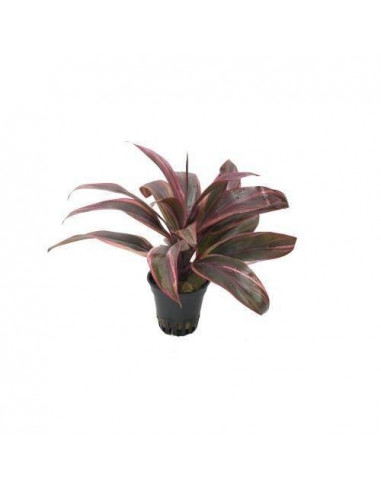CORDYLINE RED EDGE