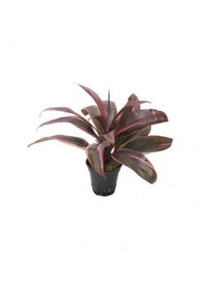 CORDYLINE RED EDGE