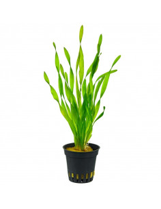 VALLISNERIA ASIATICA