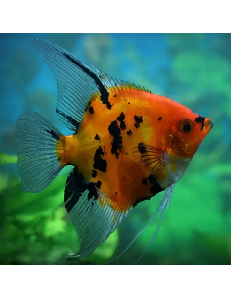 ESCALAR LARANJA KOI, 4 CM