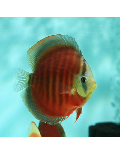 DISCO RED COVER, 5 - 6 CM