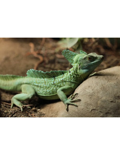 LAGARTO BASILISCO 'MACHO'