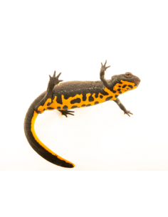 TRITÃO VENTRE DE FOGO