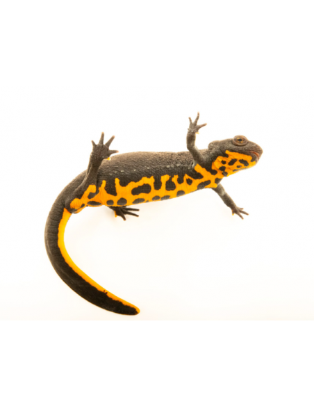 TRITÃO VENTRE DE FOGO