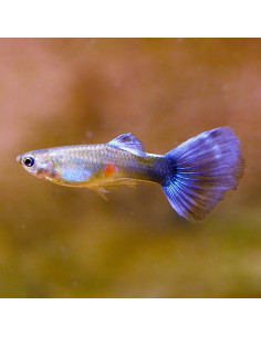 GUPPY AZUL MOSAICO, 3.5 CM
