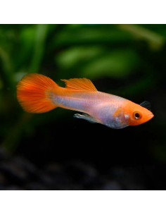 GUPPY ALBINO KOHAKU, 4 CM