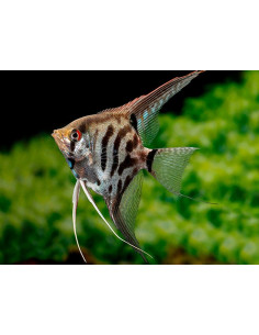 ESCALAR LEOPARDO, 3 CM