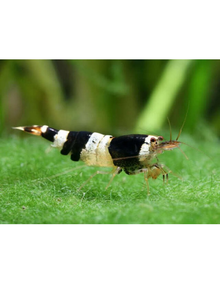CAMARÃO CARIDINA 'BLACK BEE'