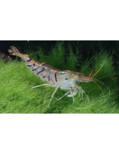 CAMARÃO CARIDINA 'BLACK MARBLE TIGER'