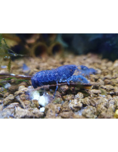 LAGOSTIM MEXICANO AZUL, 2 CM