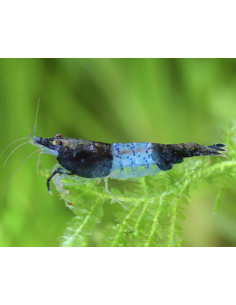CAMARÃO NEOCARIDINA 'BLUE CARBON RILI'