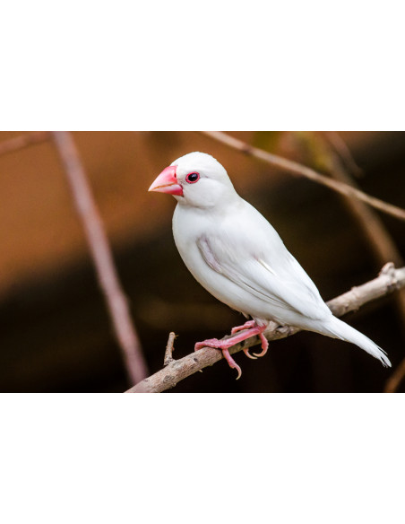 PARDAL DE JAVA BRANCO