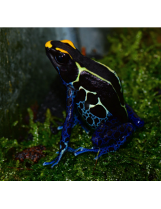 DENDROBATES TINCTORIUS COBALT