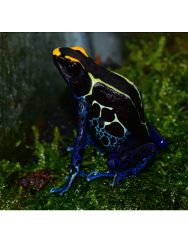 DENDROBATES TINCTORIUS COBALT