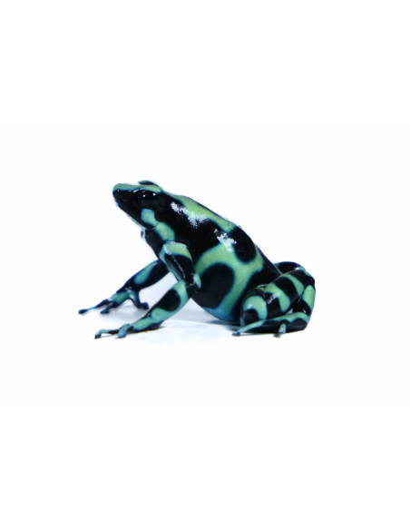 DENDROBATES AURATUS CAHUITA