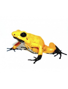 DENDROBATES TERRIBLIS "GOLD BLACK FOOT TESORO"