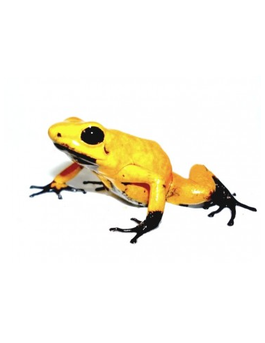 DENDROBATES TERRIBLIS "GOLD BLACK FOOT TESORO"
