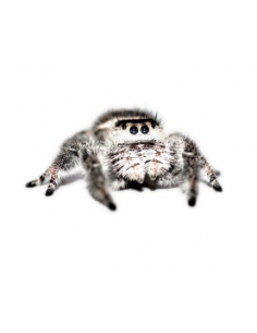 ARANHA SALTADORA 'WHITE BAHAMAS'