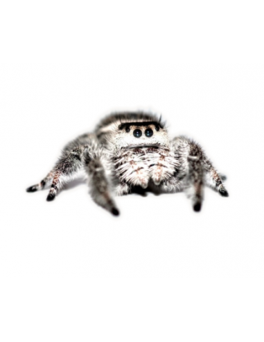 ARANHA SALTADORA 'WHITE BAHAMAS'