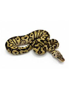 PITÃO BOLA 'Spotnose Het Clown' - Femea