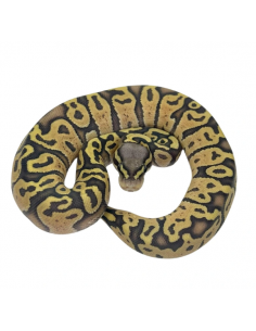 PITÃO BOLA 'Het Puzzle Hypo'