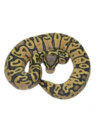 PITÃO BOLA 'Het Puzzle Hypo'