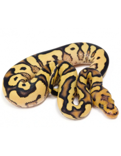 PITÃO BOLA 'Yellow Belly Desert Ghost' - Macho