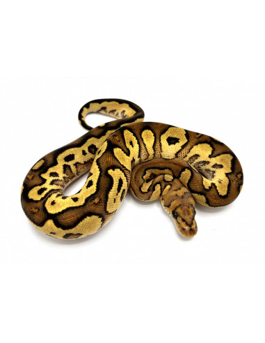 PITÃO BOLA 'Yellow Belly Clown' - Femea