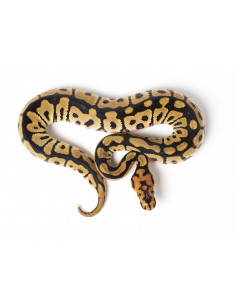 PITÃO BOLA 'Spotnose Clown' - Femea