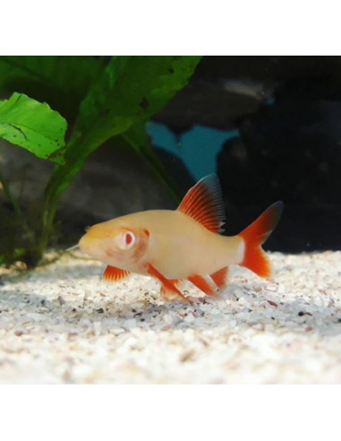 TUBARÃO LABEO FRENATUS ALBINO, 3 - 4 CM