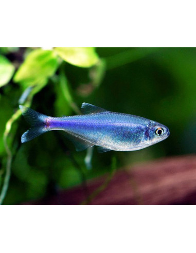 TETRA AZUL REI, 2.5-3 cm