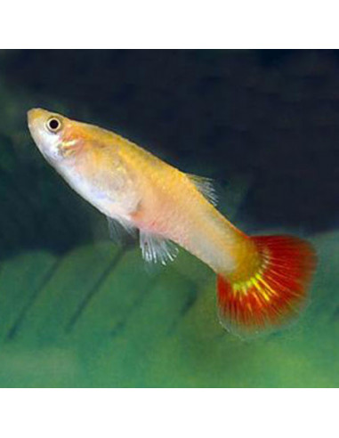 GUPPY FÊMEA SORTIDA, 3 - 4 CM