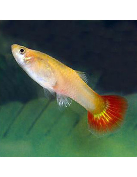 GUPPY FÊMEA SORTIDA, 3 - 4 CM
