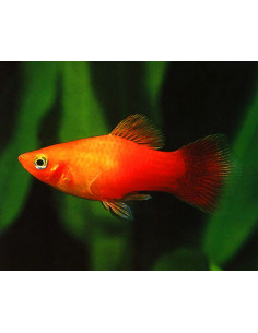 PLATY SORTIDO, 3.5 - 4 CM