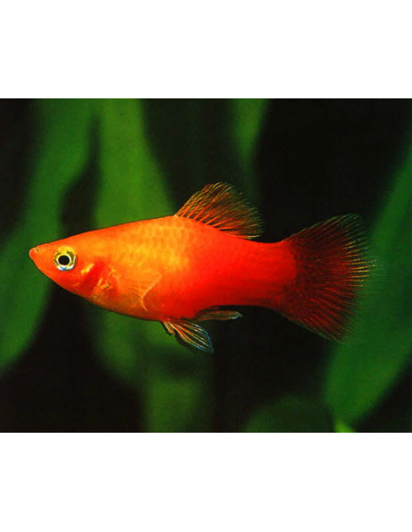 PLATY SORTIDO, 3.5 - 4 CM