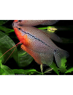 GOURAMI PÉROLA