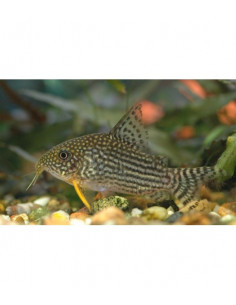 CORYDORA STERBAI, 3 - 3.5 CM