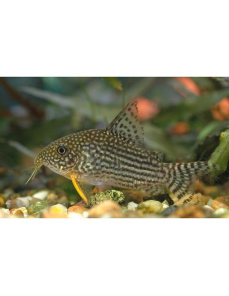 CORYDORA STERBAI, 3 - 3.5 CM