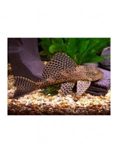 PEIXE GATO COMUM (PLECO), ML