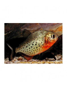 PIRANHA 2