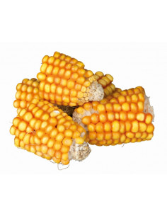 PEDAÇOS DE ESPIGA DE MILHO