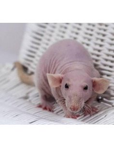 RATAZANA SEM PÊLO BÉBÉ